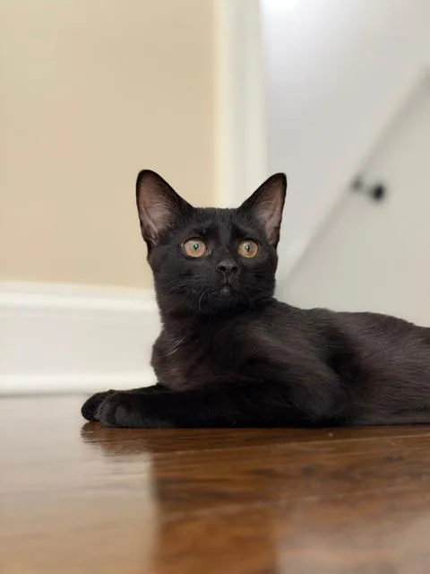 A baby medium-sized female Black Domestic Short Hair cat named Skye for adoption in Wayne, NJ
