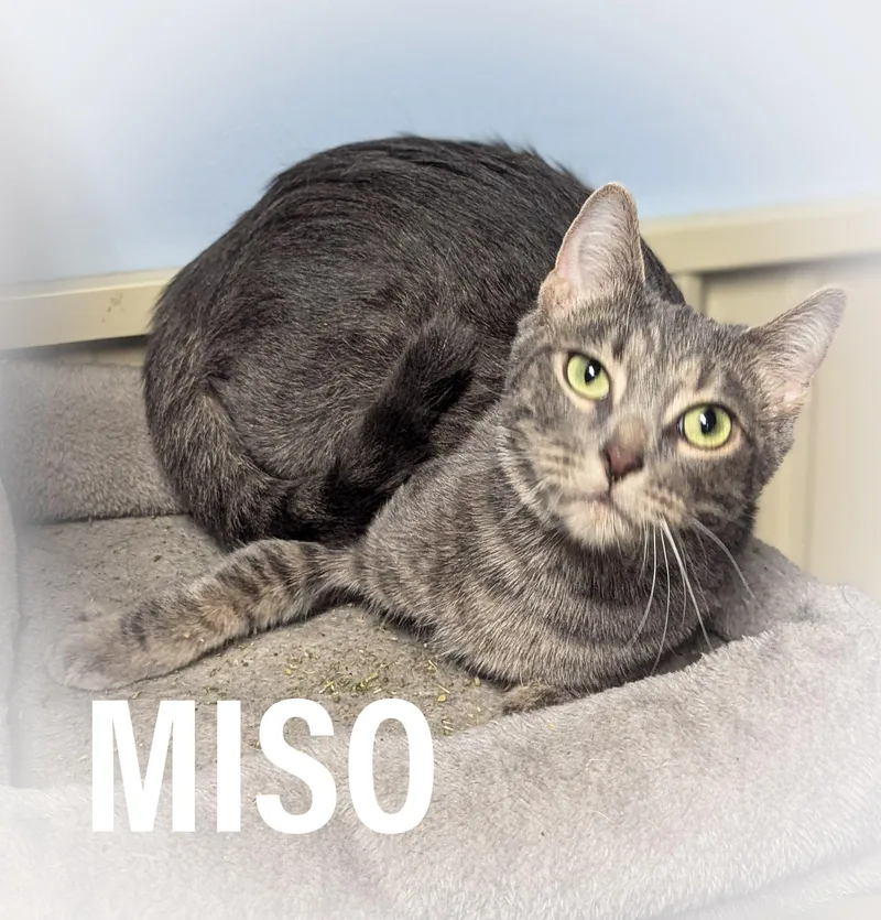Miso
