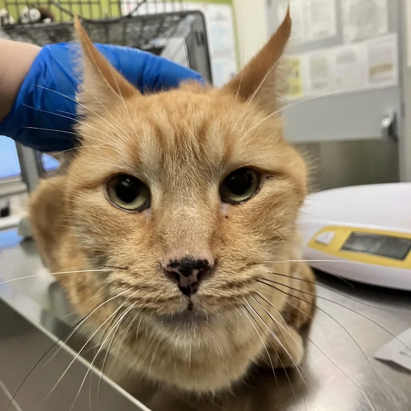 A senior medium-sized male Orange / Red Domestic Short Hair cat named Simba for adoption in Las Cruces, NM