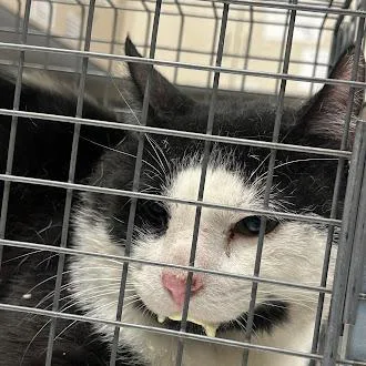 An adult medium-sized male Domestic Short Hair cat named Sega for adoption in Las Vegas, NV