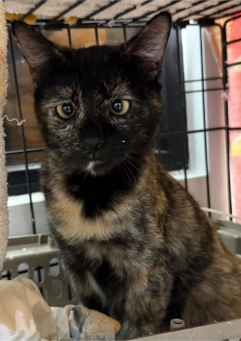 A young medium-sized female Tortoiseshell cat named Daisy Deville for adoption in Chandler, AZ