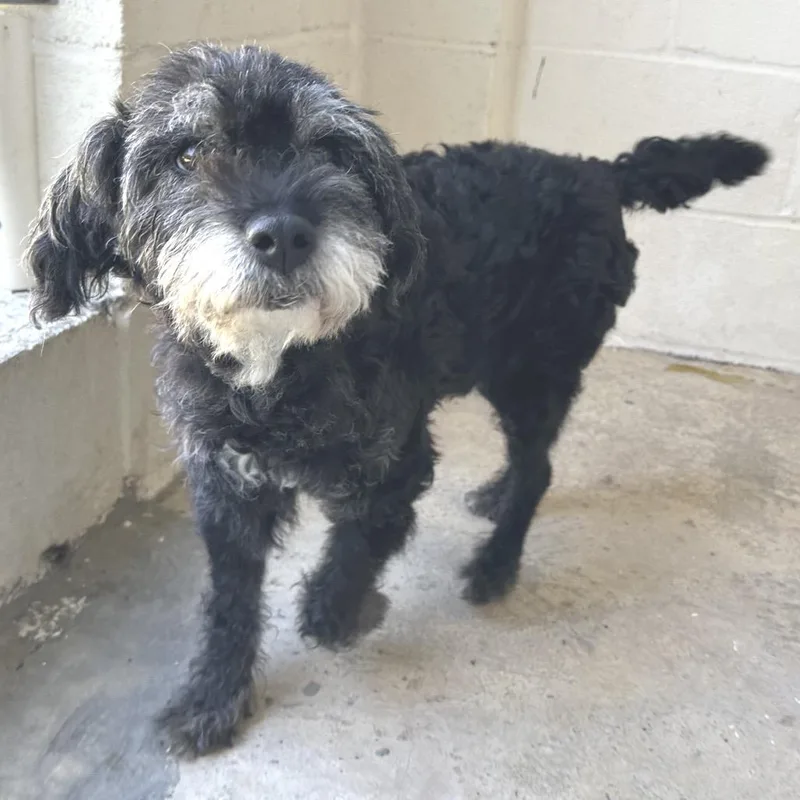 A senior small-sized male Black Standard Poodle dog named Ranger for adoption in LOXAHATCHEE, FL
