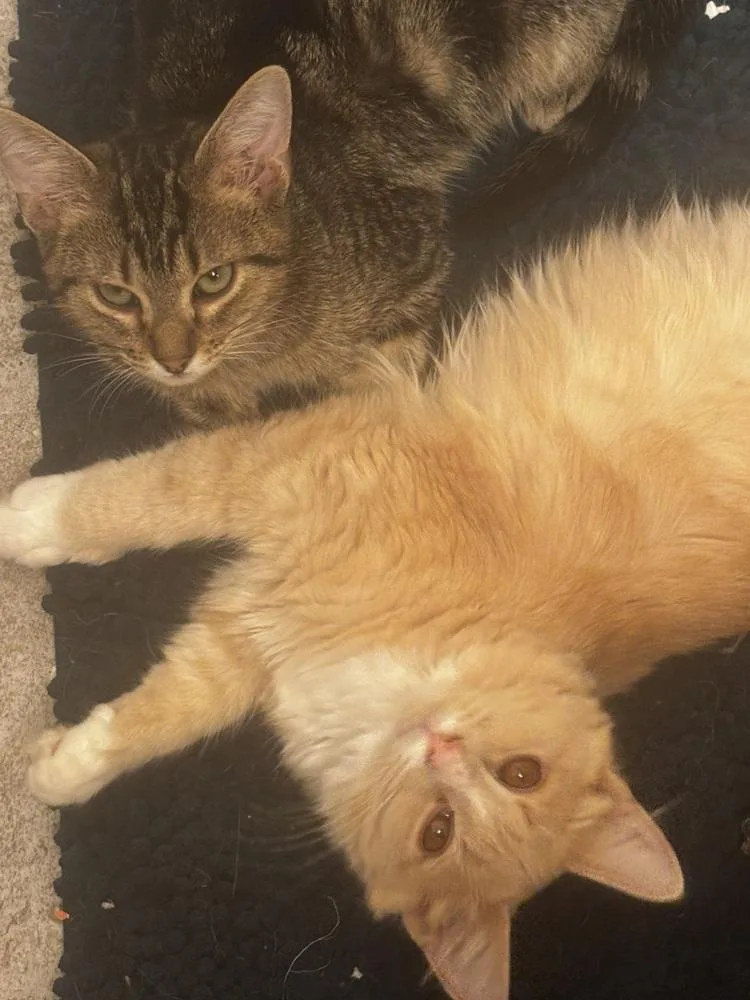 A baby medium-sized male Domestic Long Hair cat named Google for adoption in Greensboro, NC