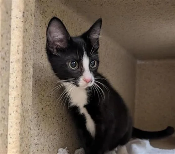 A baby small-sized male Domestic Short Hair cat named Lance for adoption in Sacramento, CA