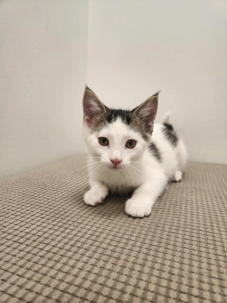 A baby small-sized male Domestic Short Hair cat named Horseradish for adoption in Westfield, WI