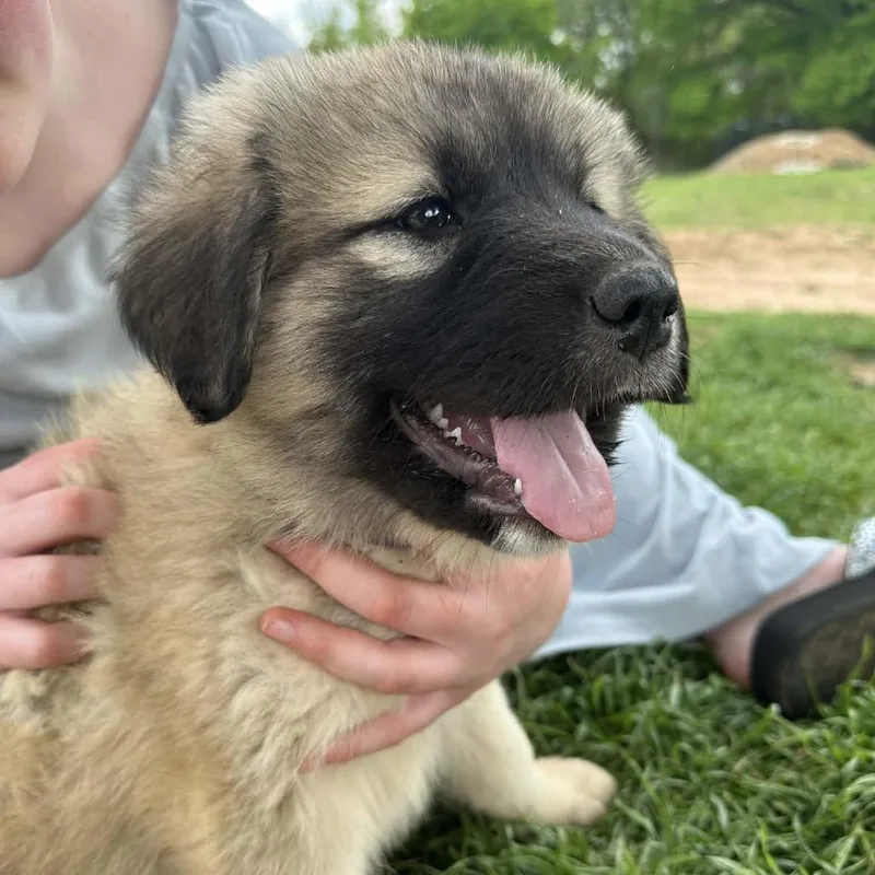 A baby small-sized female Yellow / Tan / Blond / Fawn Mixed Breed dog named Ophelia for adoption in Oxford, ME