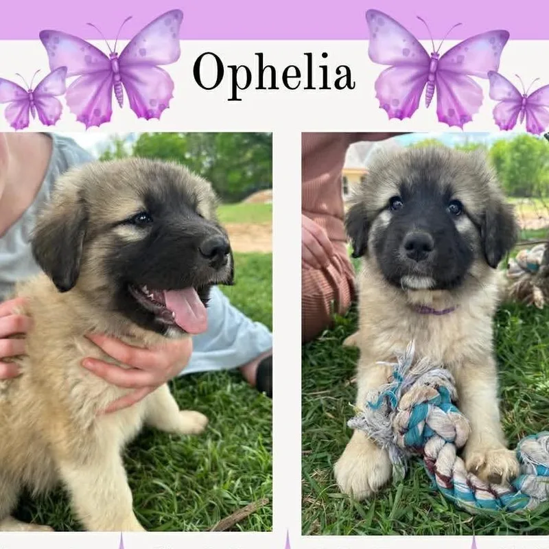Ophelia thumbnail 3