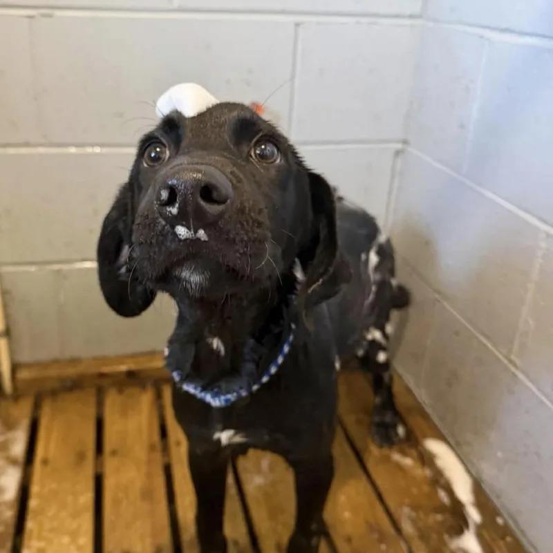 A baby medium-sized male Labrador Retriever dog named River for adoption in Pawling, NY
