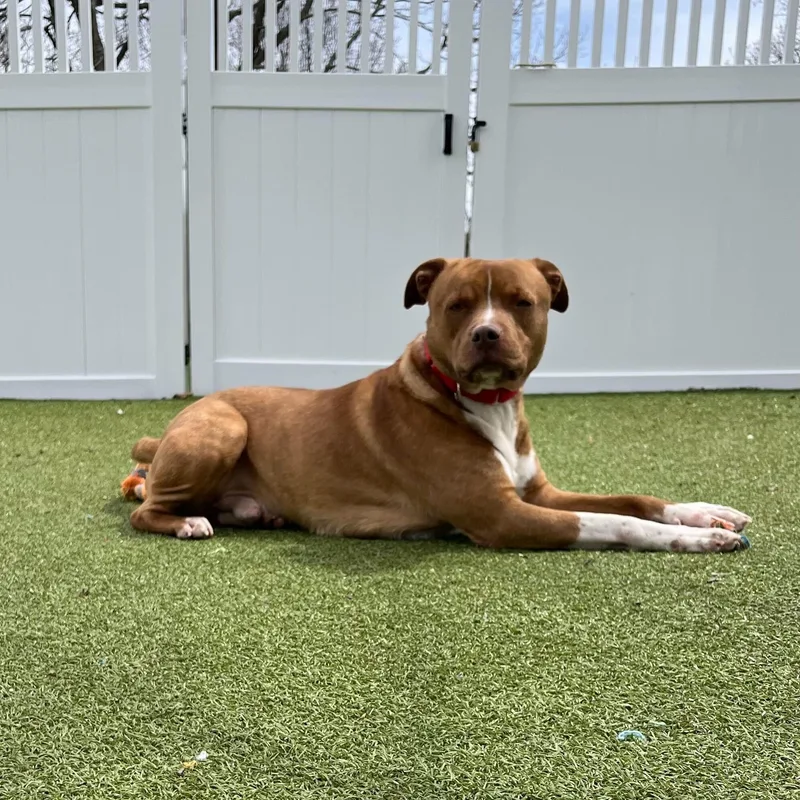 An adult medium-sized male Mixed Breed dog named Nugget for adoption in New Bedford, MA