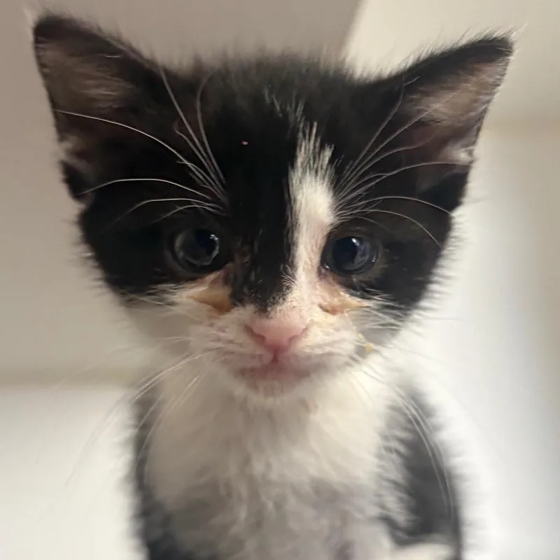 A baby small-sized male Black Domestic Medium Hair cat named Mars for adoption in San Pablo, CA