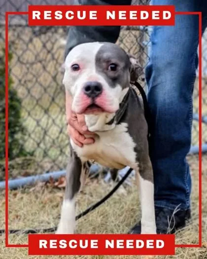 A baby large-sized male Pit Bull Terrier dog named Grayson for adoption in Hamilton, NJ