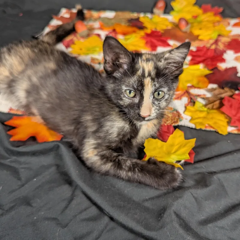 A baby small-sized female Tortoiseshell American Shorthair cat named Oopsie Daisy aka Ms. for adoption in Haddon Heights, NJ
