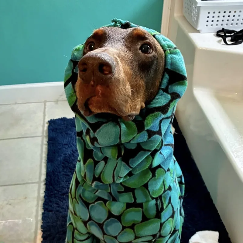 An adult large-sized male Brown / Chocolate Doberman Pinscher dog named Ben for adoption in Columbia, SC