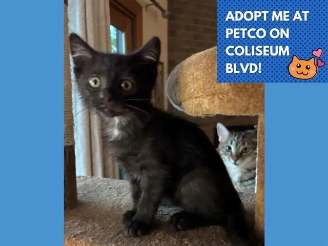 A baby small-sized female Domestic Short Hair cat named Talia for adoption in Fort Wayne, IN