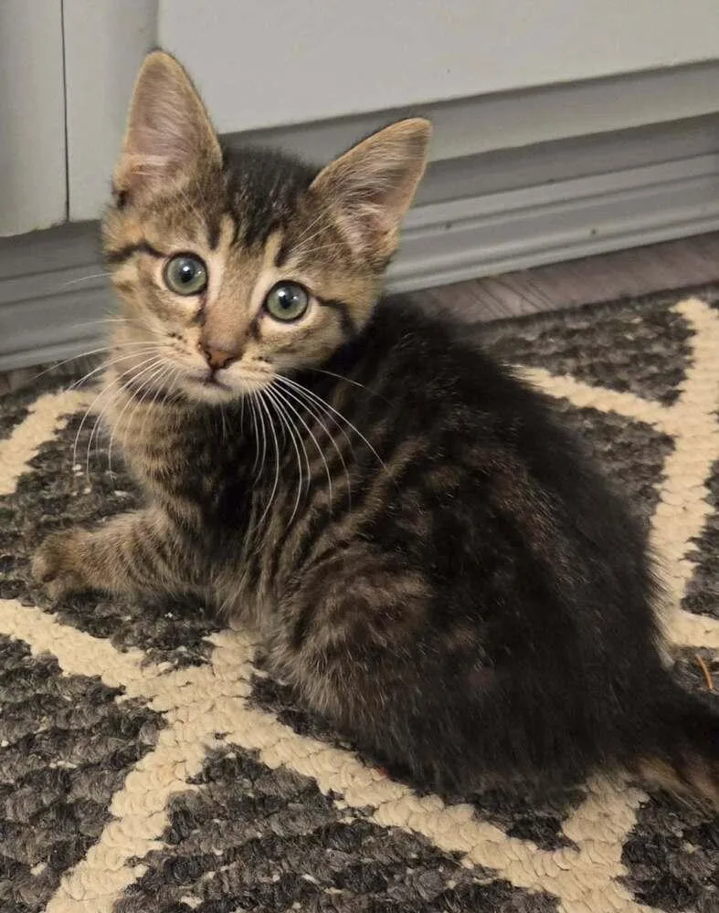 A baby small-sized male Domestic Short Hair cat named Mitre Beltz for adoption in Peoria, IL
