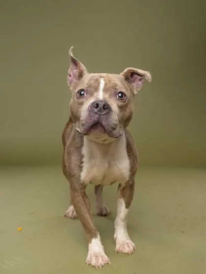 A senior medium-sized female Mixed Breed dog named Rosey for adoption in Atlanta, GA