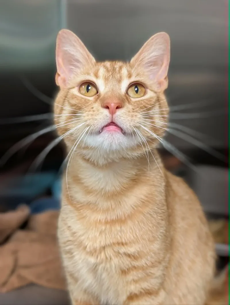 An adult medium-sized male Tabby (Orange / Red) Domestic Short Hair cat named Simon for adoption in Chambersburg, PA