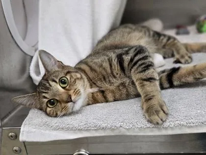 A young medium-sized female Domestic Short Hair cat named Diane for adoption in Westland, MI