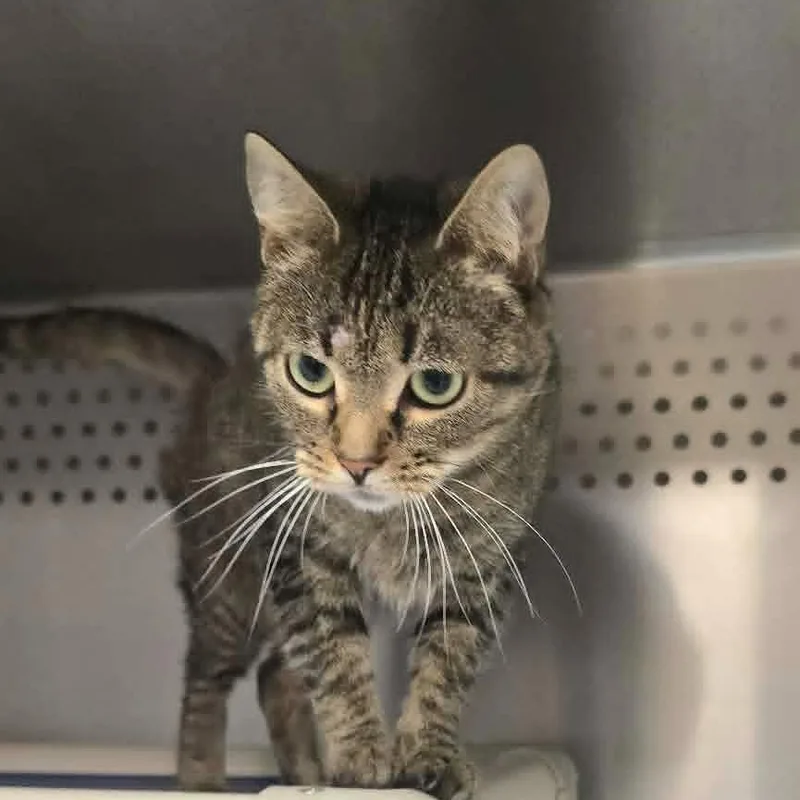 An adult medium-sized female Tabby (Brown / Chocolate) Domestic Short Hair cat named Kammi for adoption in Orange, VA