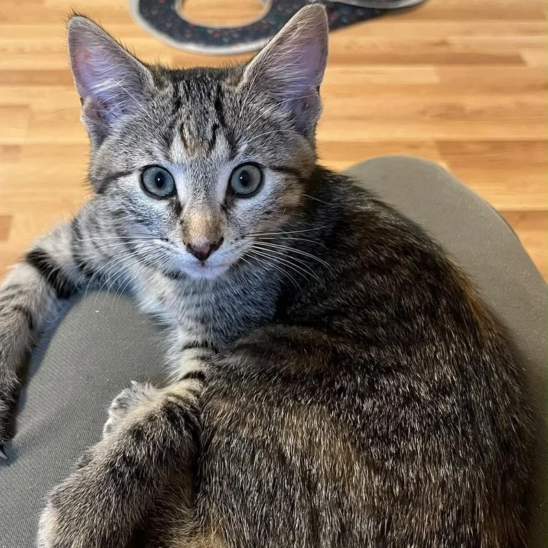 A baby small-sized female Brown / Chocolate Domestic Short Hair cat named Wren for adoption in Winchester, VA