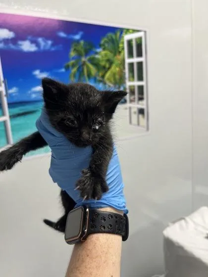 A young small-sized female Domestic Short Hair cat named B Ruthie Petsmart Summerville for adoption in North Charleston, SC