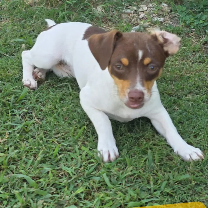 A young small-sized female White / Cream Dachshund dog named Shayla for adoption in Floresville, TX