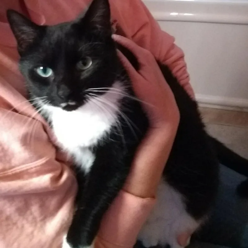 A senior extra large-sized female Black Domestic Short Hair cat named Lucy for adoption in Asheville, NC