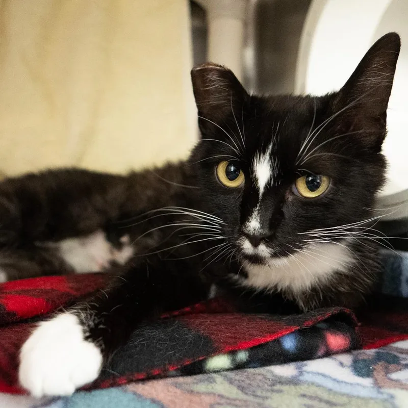 A baby medium-sized female Domestic Short Hair cat named Janiyah for adoption in Shoreline, WA