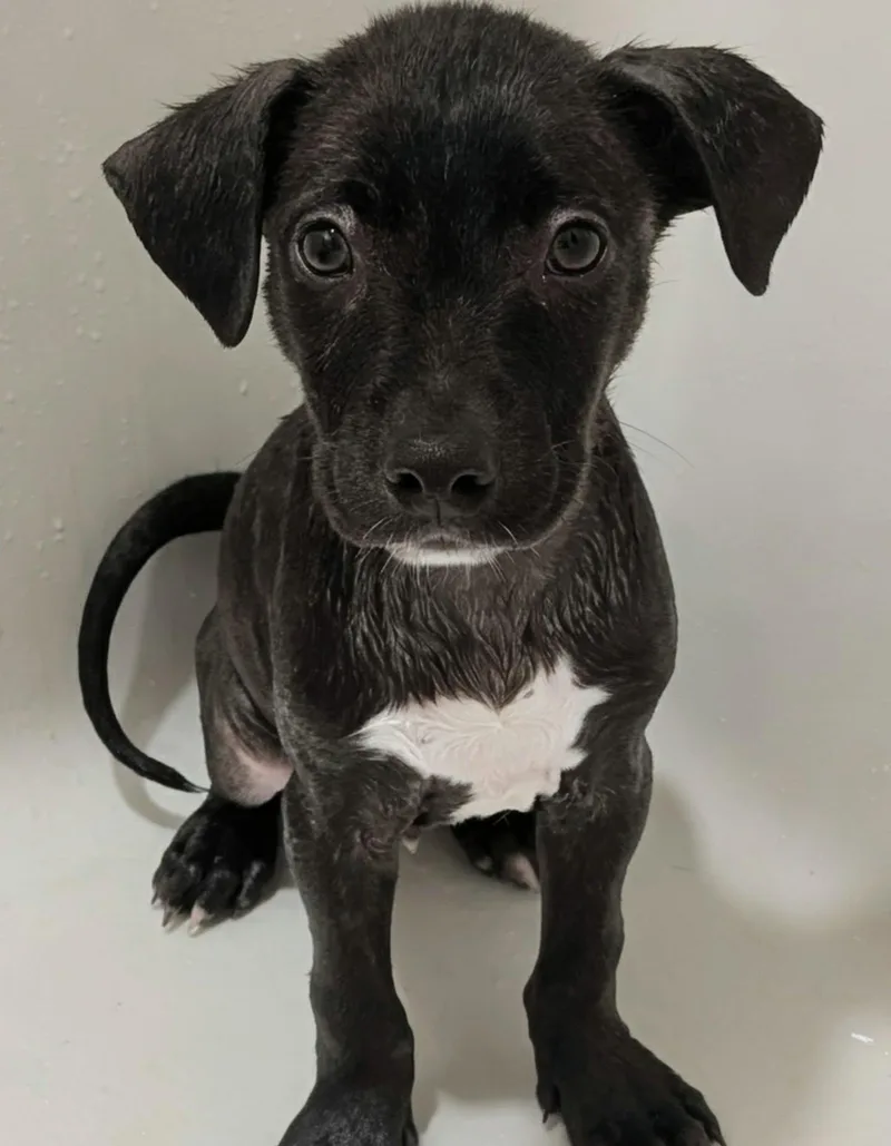 Protozoa thumbnail 2