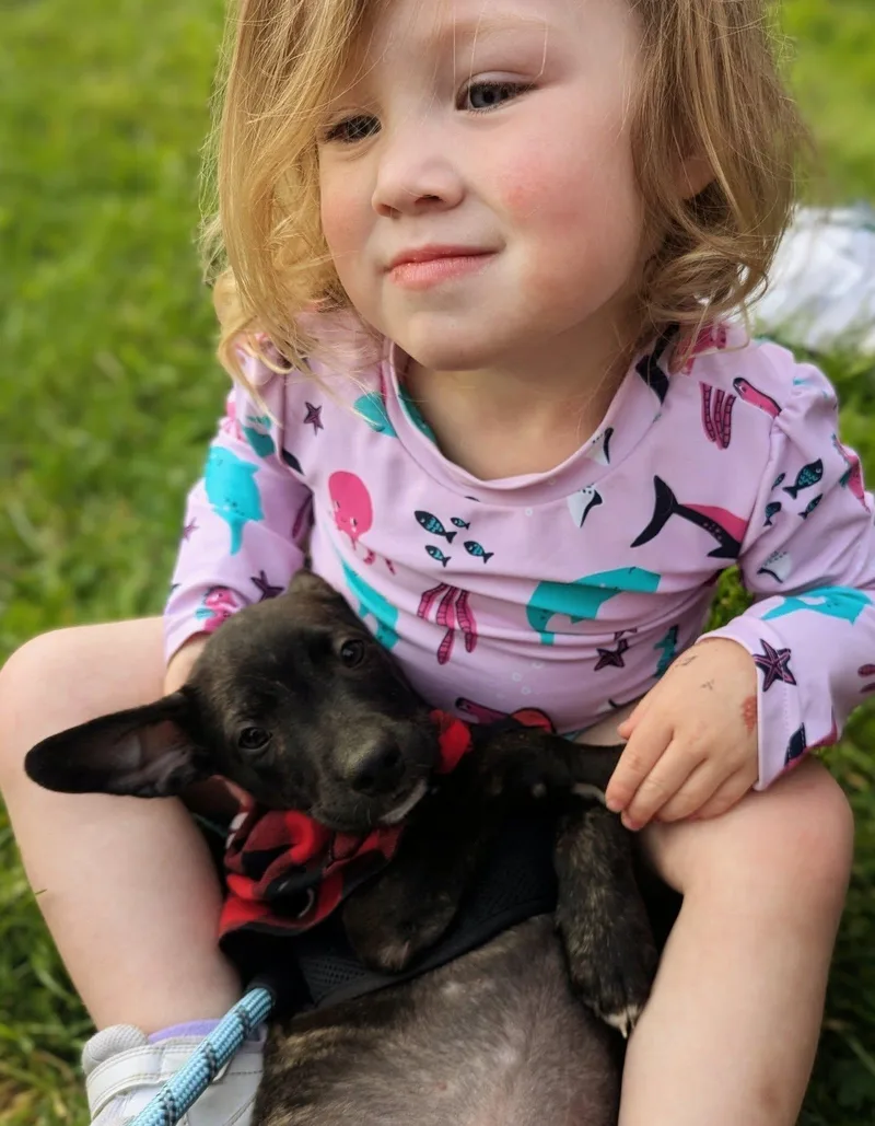 A baby small-sized male Black Chihuahua dog named Protozoa for adoption in Austin, TX
