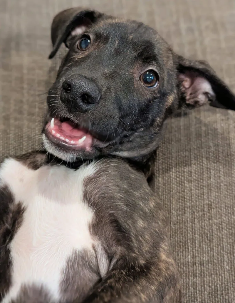 Protozoa thumbnail 3