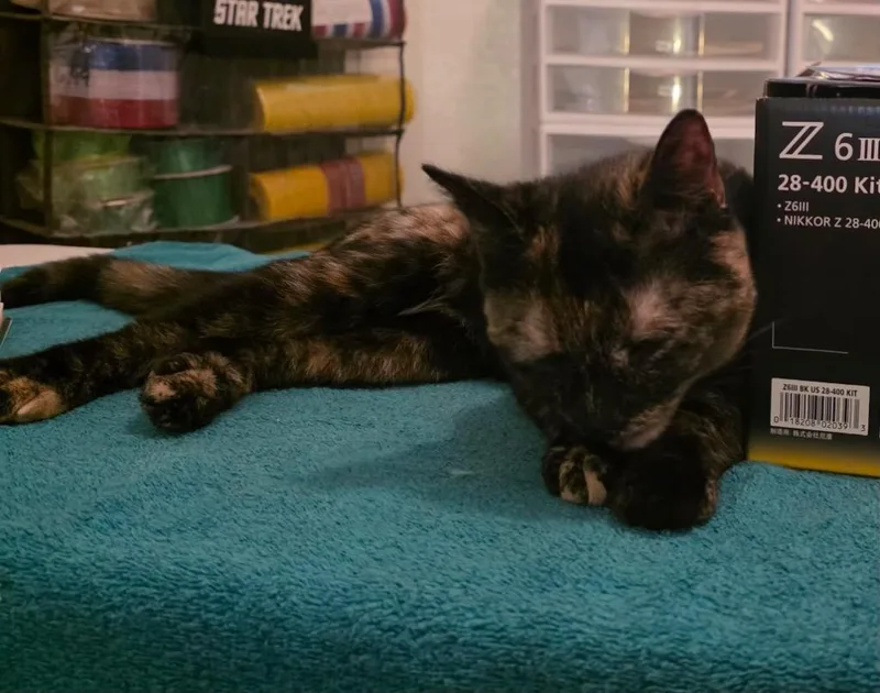 A baby medium-sized female Domestic Short Hair cat named Ginger for adoption in San Antonio, TX