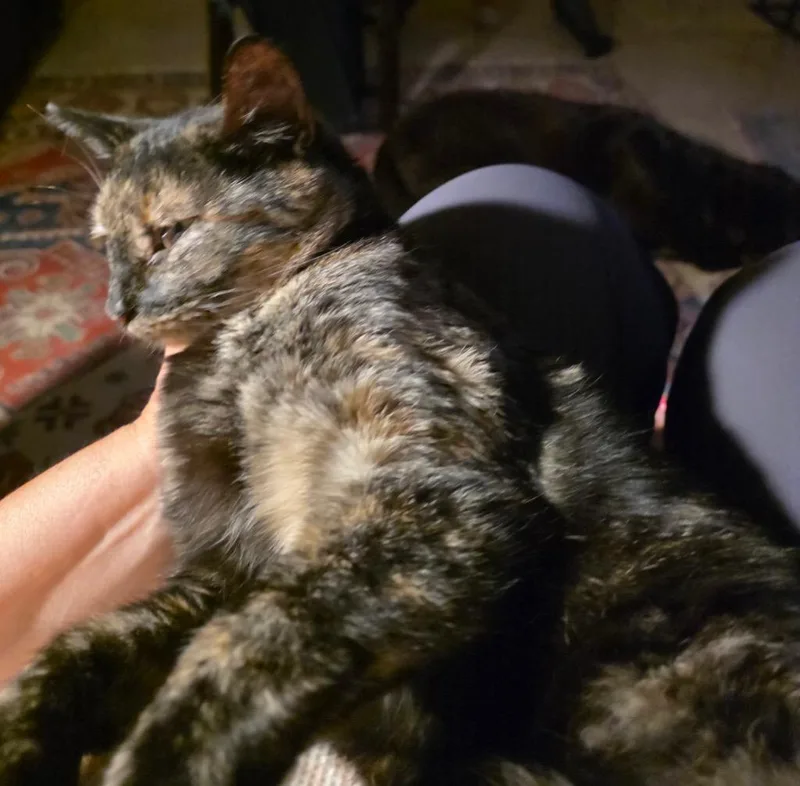 Ginger thumbnail 4