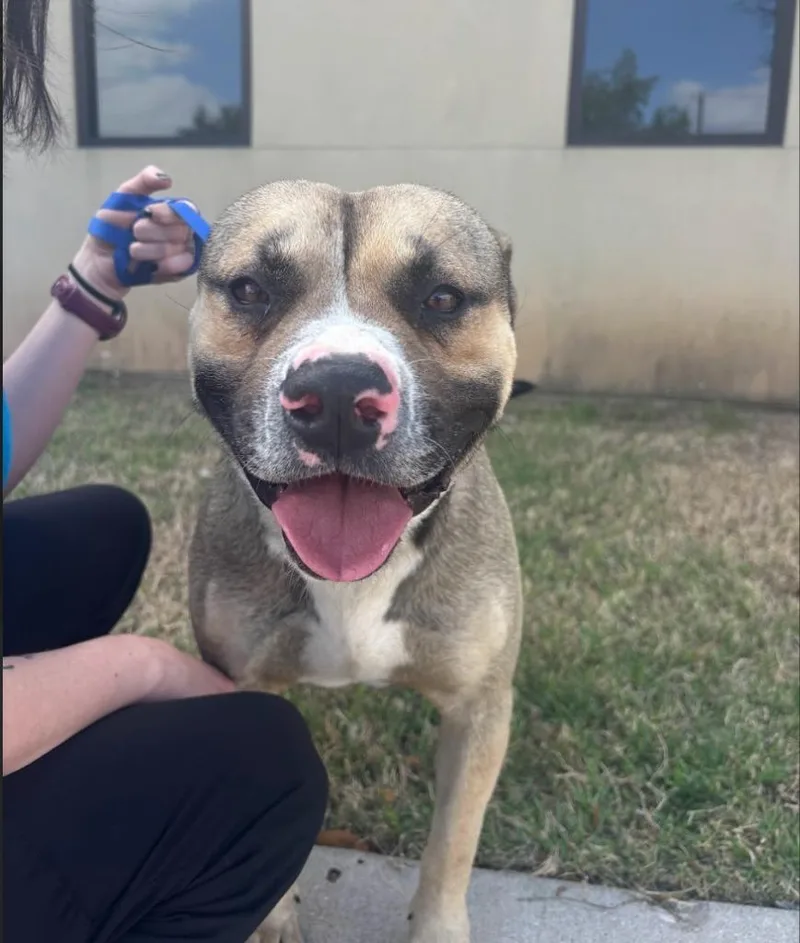 Rigatoni thumbnail 2