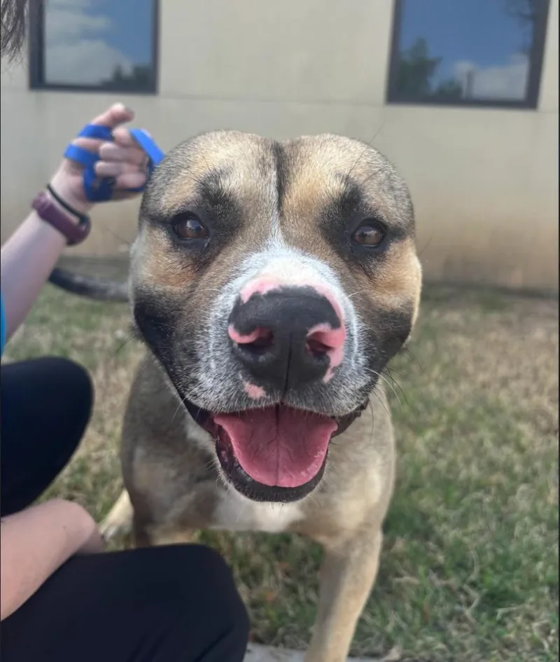 Rigatoni thumbnail 4