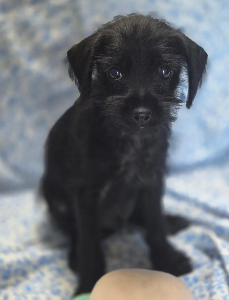 Gidget