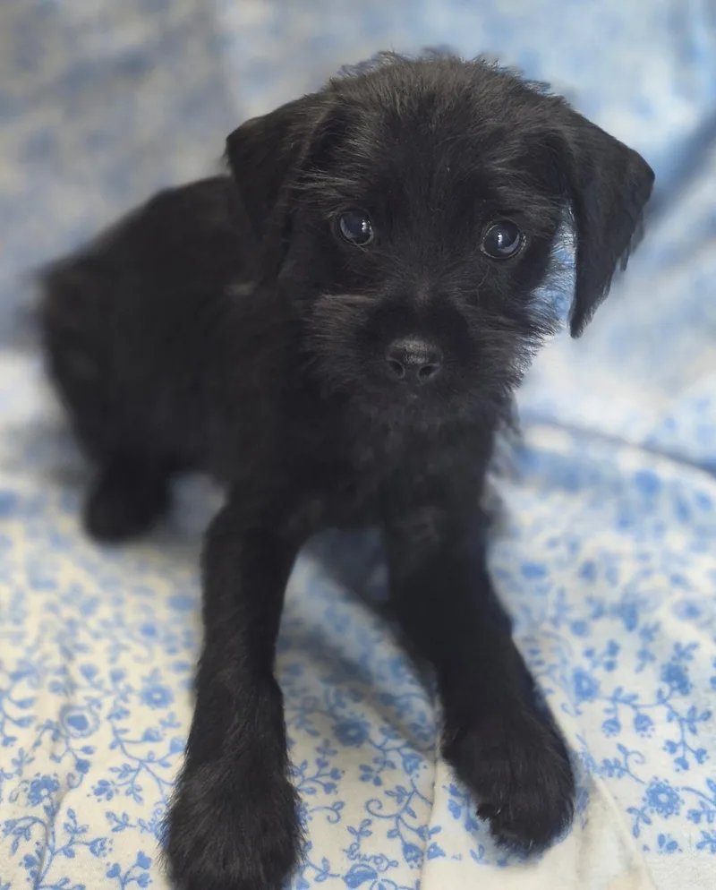 Gidget thumbnail 2