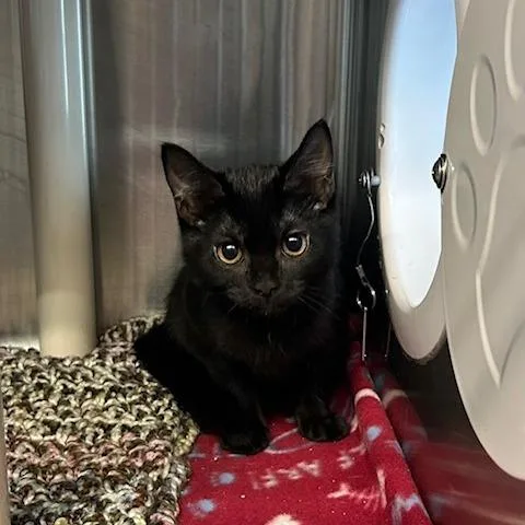 A baby small-sized female Domestic Short Hair cat named Fifi for adoption in Knoxville, TN
