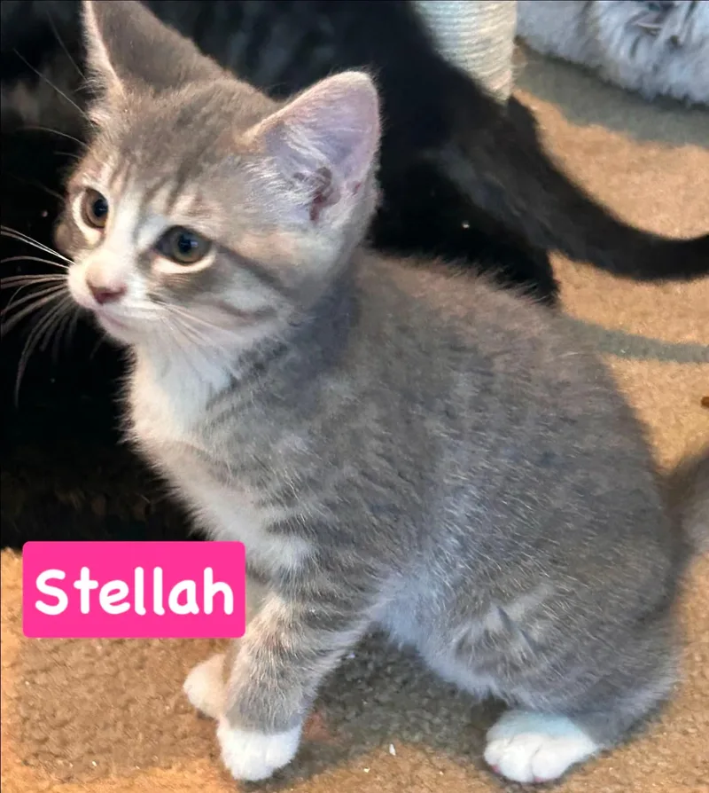 Stellah thumbnail 2