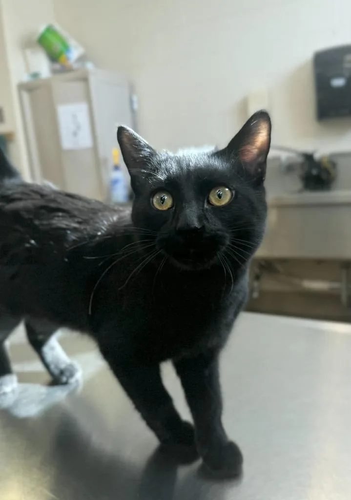 Handsome Squidward thumbnail 2