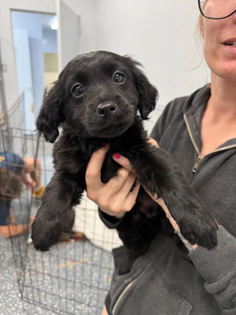 A baby small-sized male Mixed Breed dog named Duggie for adoption in Thousand Oaks, CA
