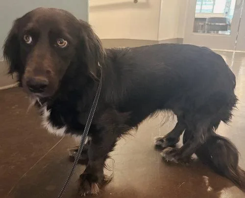 An adult medium-sized female Border Collie dog named Sava for adoption in Franklin, TN