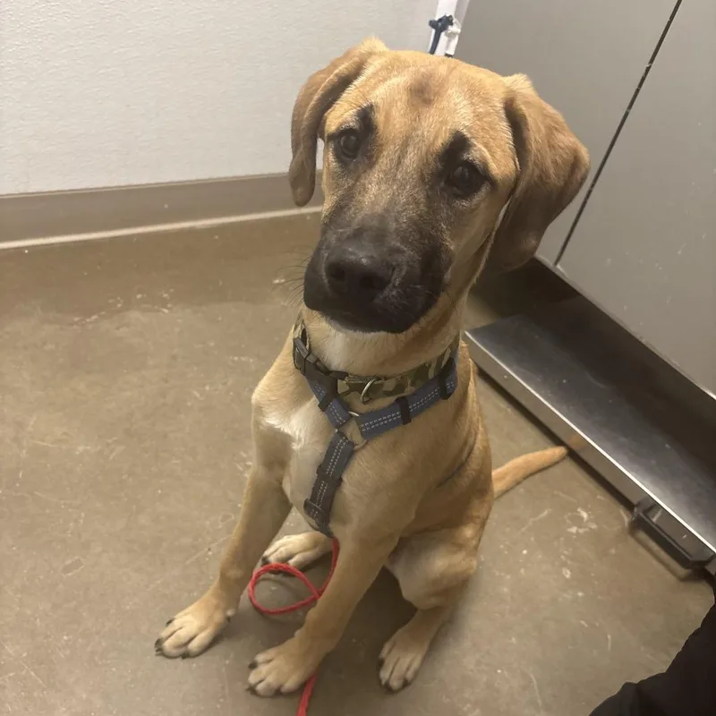 A baby medium-sized male Yellow / Tan / Blond / Fawn Australian Cattle Dog / Blue Heeler dog named Jim for adoption in Tulsa, OK