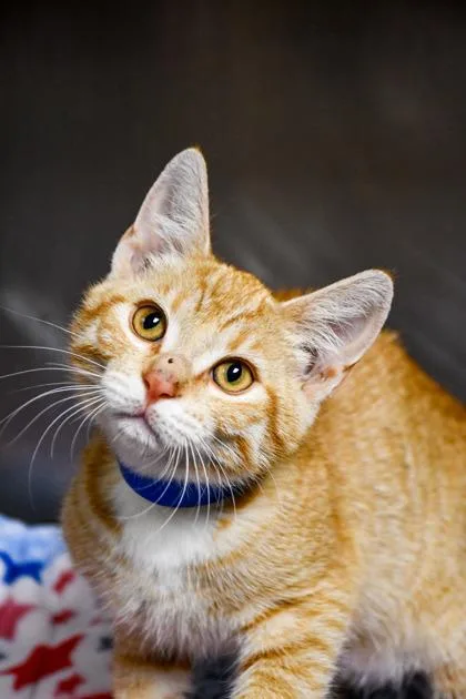 A baby small-sized male Domestic Short Hair cat named Helion for adoption in Yakima, WA