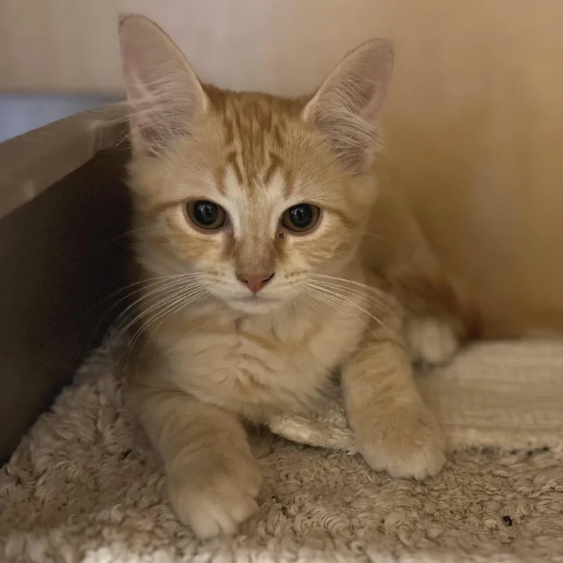 A baby small-sized male Orange / Red Domestic Medium Hair cat named Goten for adoption in Washington Township, OH