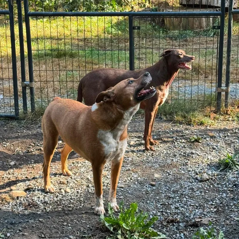 An adult medium-sized female Red / Chestnut / Orange Terrier dog named Camila for adoption in Graham, WA