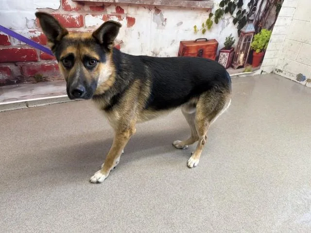 A young medium-sized male German Shepherd Dog dog named Benny for adoption in San Bernardino, CA