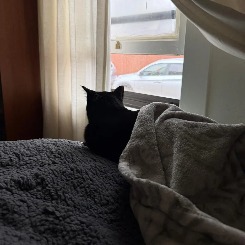 A senior large-sized male Black Domestic Short Hair cat named Sid for adoption in Salt Lake City, UT