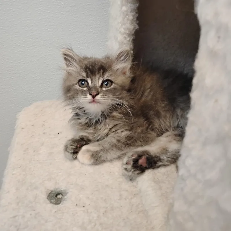 A baby small-sized female Gray / Blue / Silver Domestic Long Hair cat named Lyra Valkyria for adoption in Winchester, TN