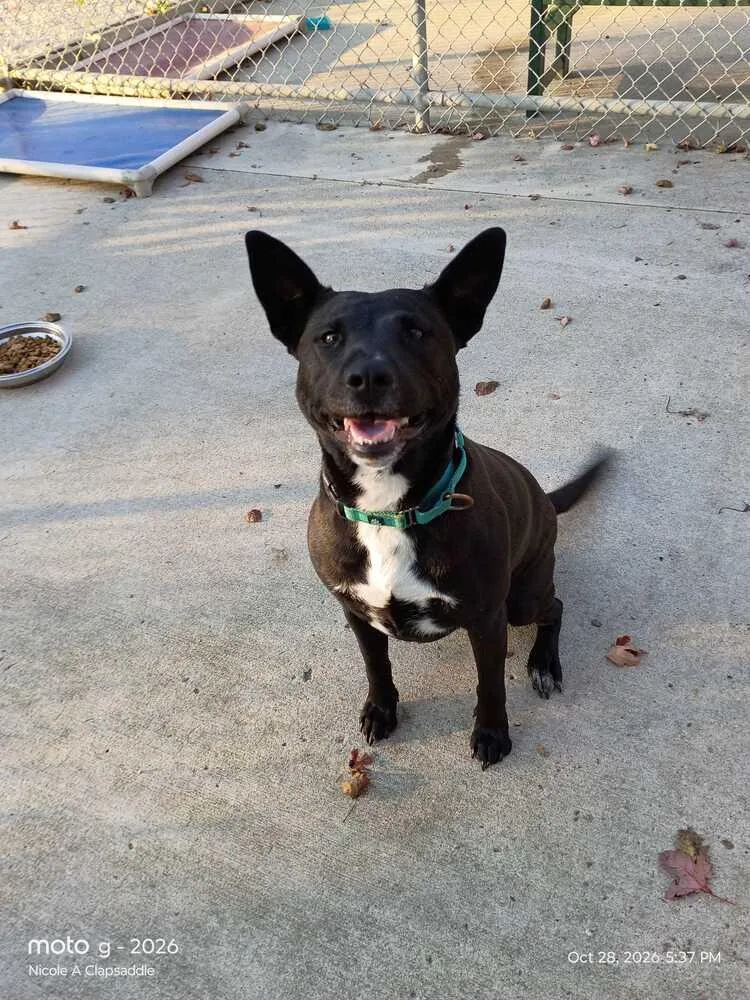 An adult medium-sized female Black Mixed Breed dog named Whiskey for adoption in Bowling Green, OH